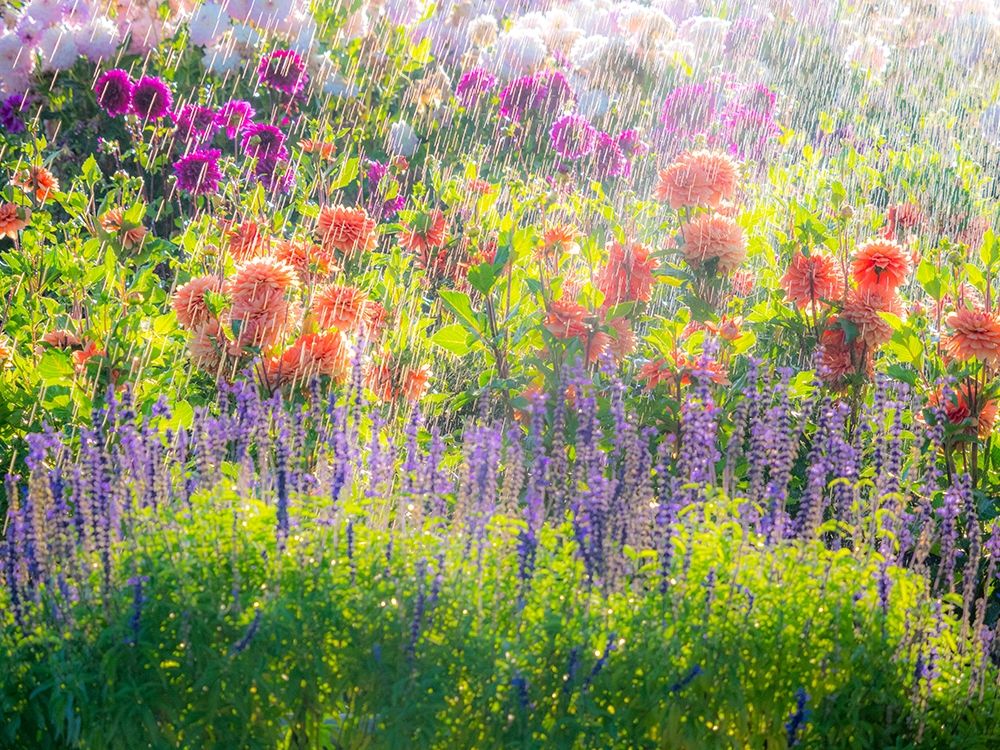Oregon-Canby-Swam Island Dahlias-water coming down on flowers